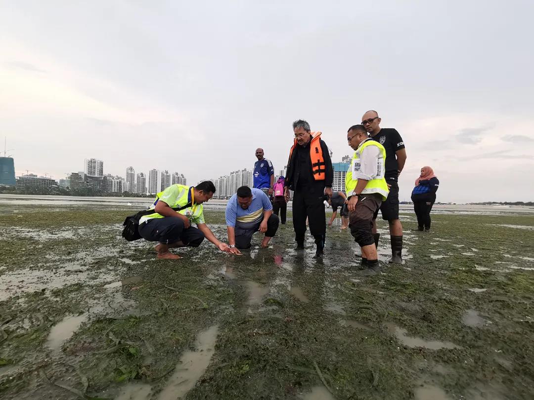 来自UPM的专家们与森林城市员工一起执行海草康复计划