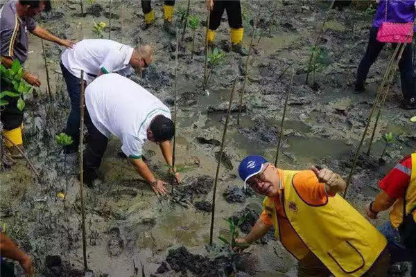 红树林保护区种下一千棵树苗