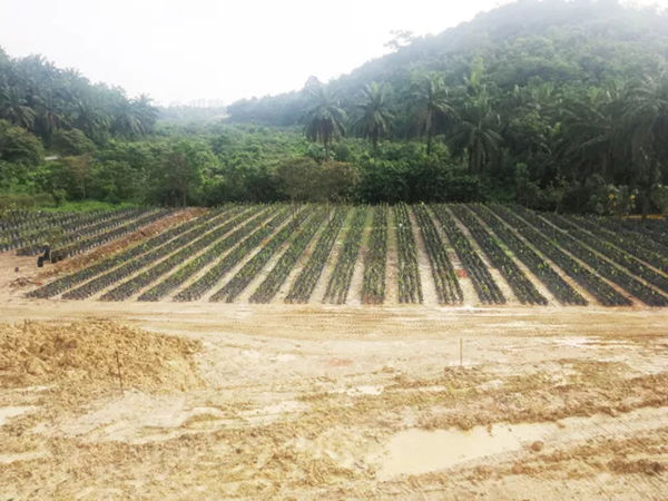 森林城市的培植场地