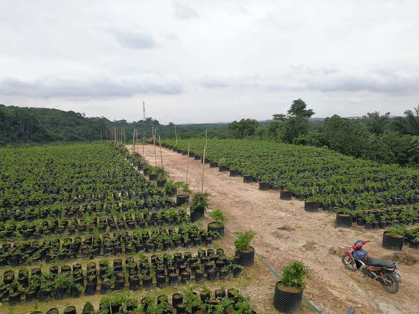 森林城市培植场地矮化植物盆栽