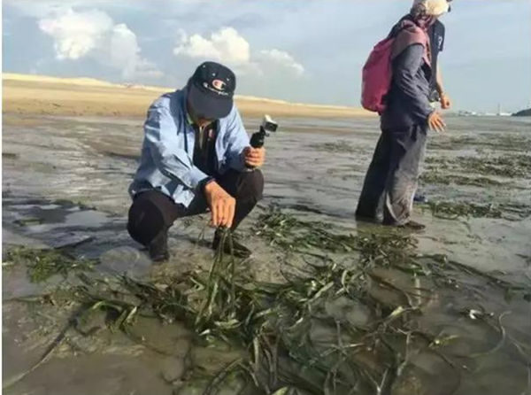 与高校合作定期检测海草保护区